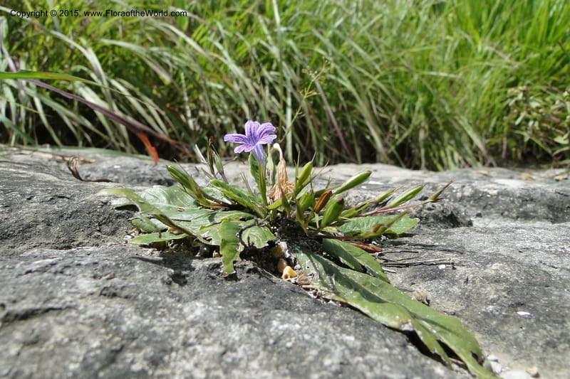 Ruellia hygrophila, W. D. Stevens 31292--Paraguay. Edo. Concepcion. Garay Cue. 21 Mar 2011. 147 (5).jpg