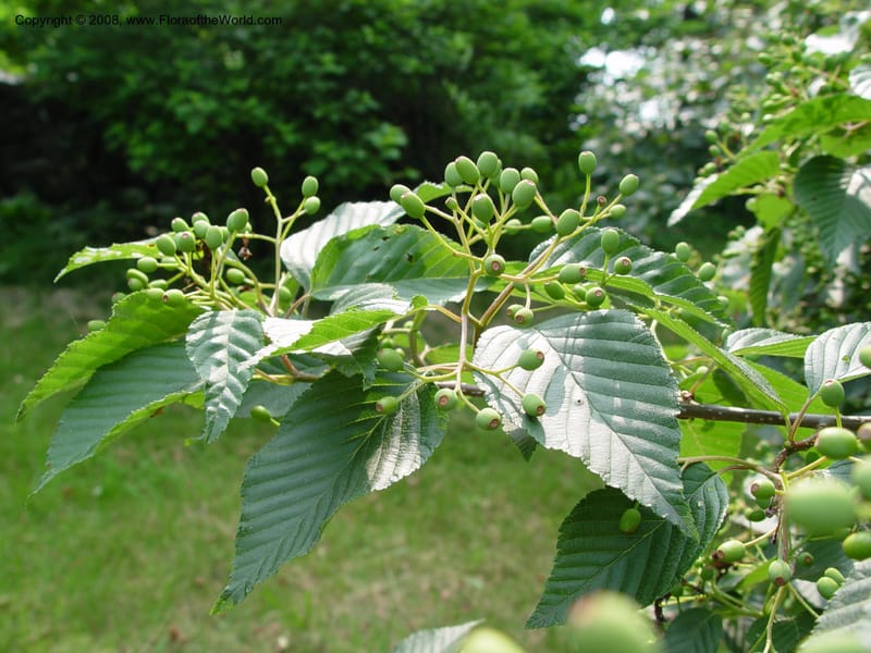 Sorbus alnifolia, 381-25-A--MA. Arnold Arboretum. 30 June 03. 002.jpg