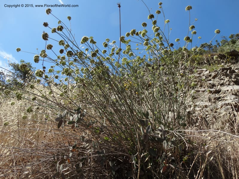 Asteriscium chilensis, Davidson, C 12819--Chile. Ruta J-55 east of Talca. 27 Nov 2014. DSC08479 (49).JPG