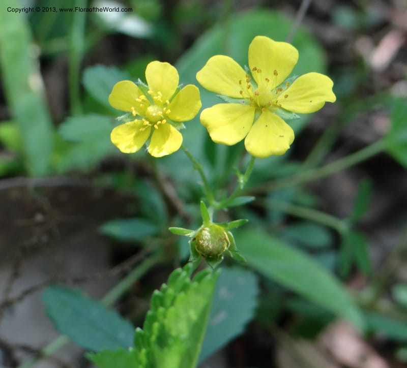 Potentilla kleiniana, Li Pan 1205278--China, Zhejiang, Shunxi, 28 May 2012 235 (6).JPG
