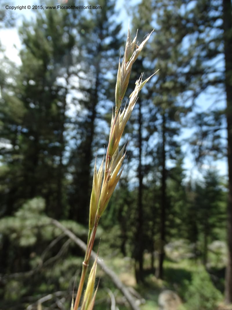 Bromus anomalus, Davidson, C 12563--Idaho. Valley Co. Payette Lake. Sylvan Beach. 12 Jul 2014. DSC09429 (141).JPG