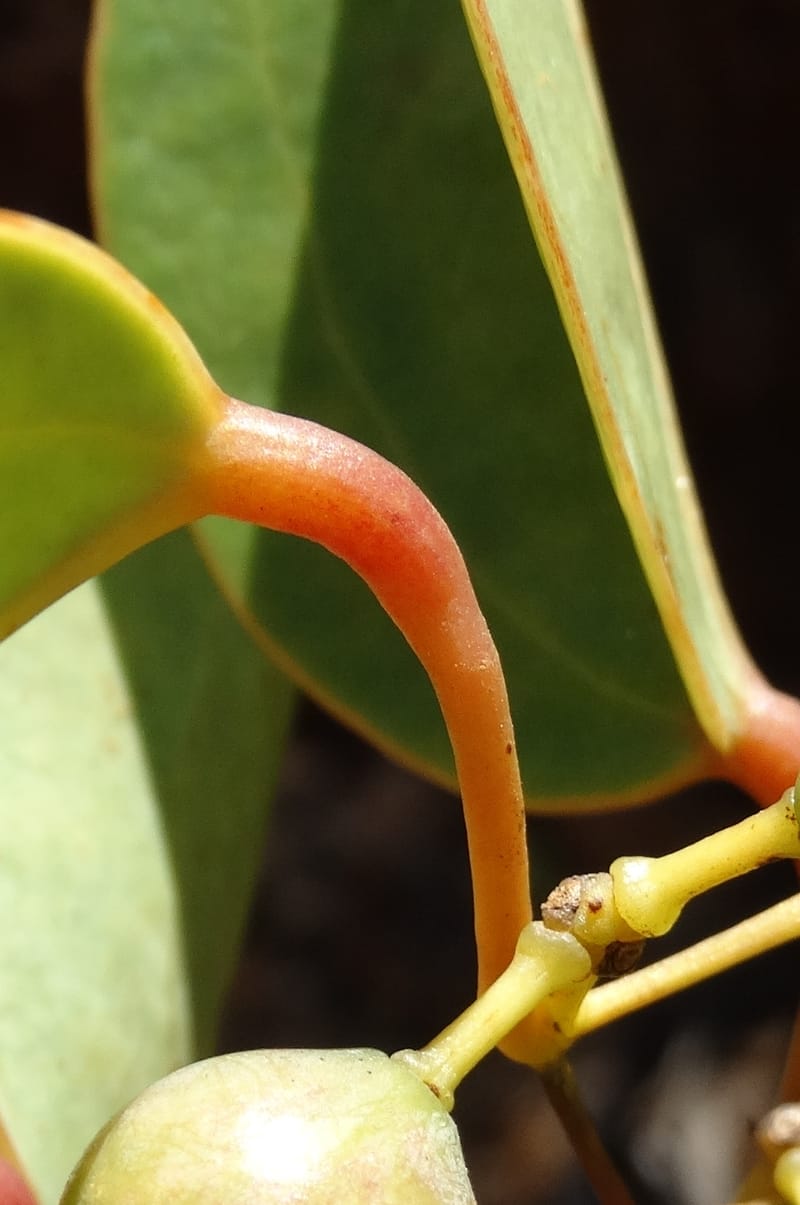 Smilax, Munzinger, J 7482--New Caledonia. PinPin. 20 Nov 2015. DSC03938 (219).JPG