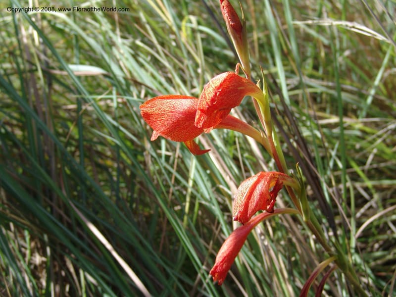 Gladiolus dalenii--So.Africa. E. Cape. R58 SE of Lady Grey. 10 Mch 05. 007.jpg