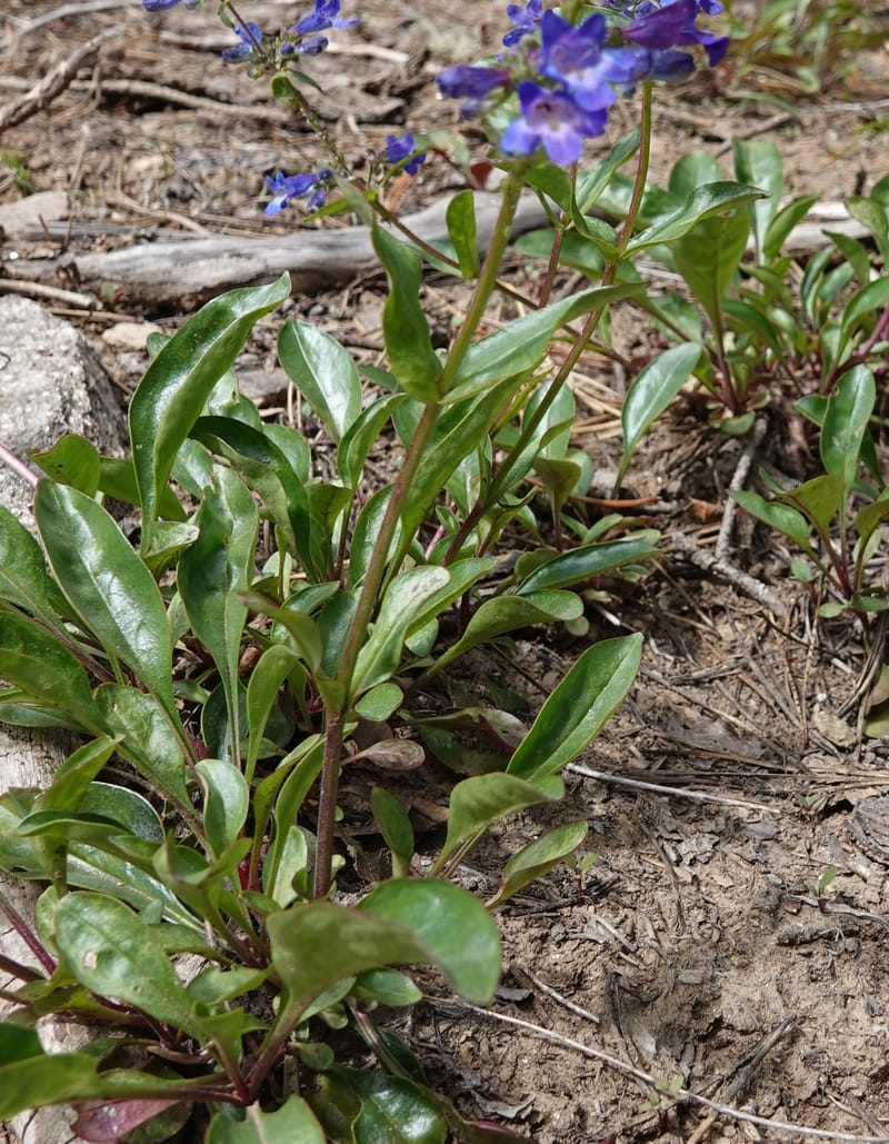 Penstemon albertinus, C. Davidson 13840--ID. Shoshone Co. Freezeout Rd. FR 301. 10 Jul 2018. DSC06582 (258).JPG