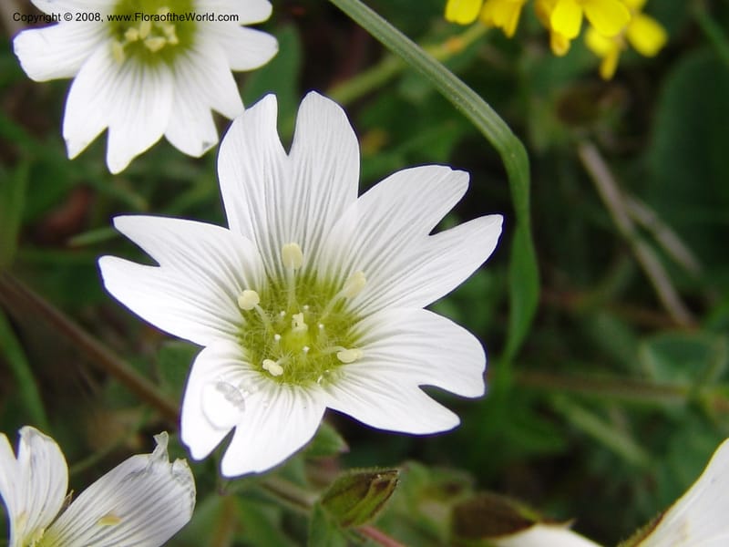 Cerastium purpurascens--Georgia. Kazbeki . Trail-road to Sameba Church. 2 Jun 05. 478.jpg