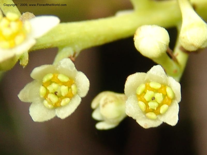 Nectandra, DNeill15914--Ecuador. Prv. Zam. Ch. C del Condor. Wawaime plot. 22 Sep 07. 393.jpg