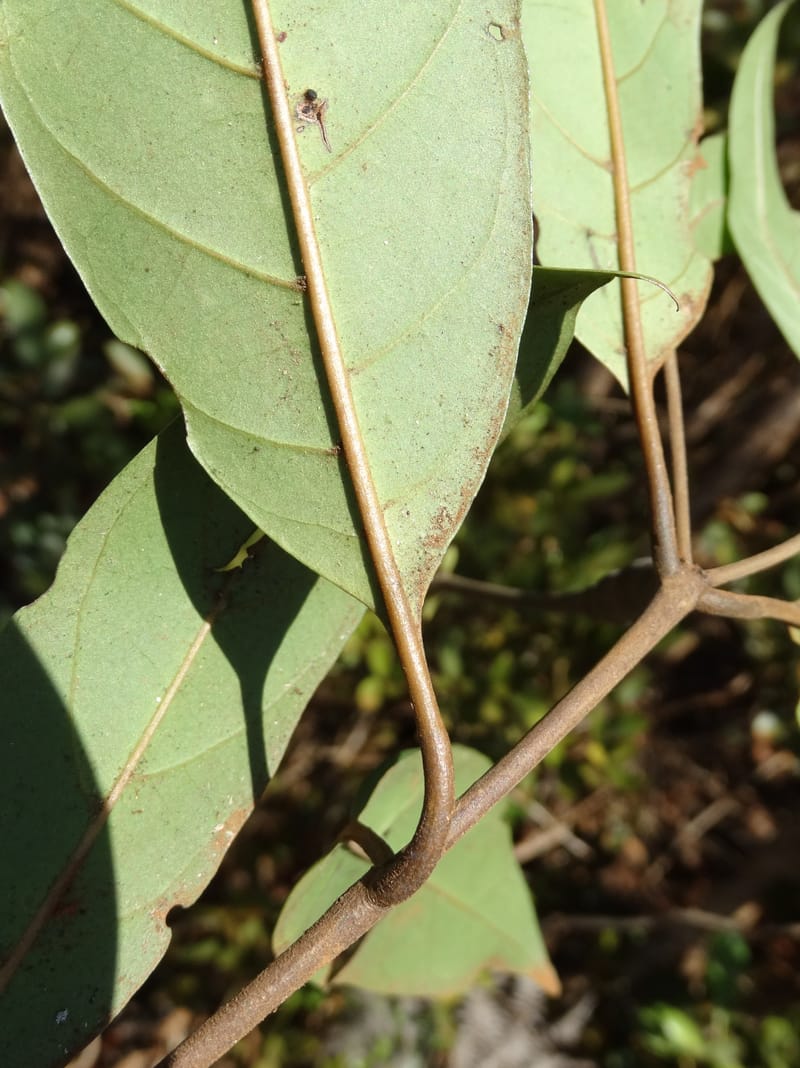 Atractocarpus, Gildas no.--New Caledonia. PinPin. 20 Nov 2015. DSC03938 (565).JPG