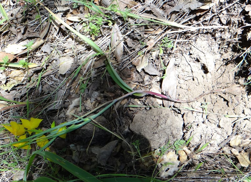 Calochortus amabilis, Davidson, C 12123--USA, California, Napa Co. 16 Apr 2013  9999 (11).JPG