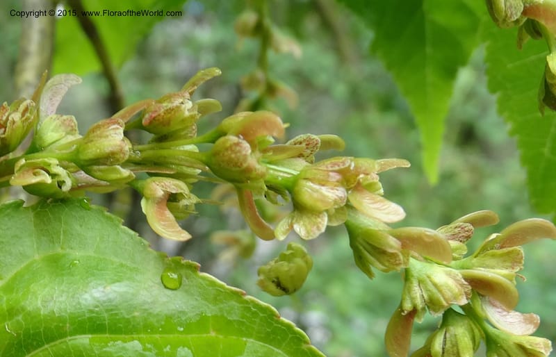 Acer davidii, Boufford, D 43630--China. Sichuan. LiXian. MiYaLuo. 9 May 2014. DSC04513 (184).JPG