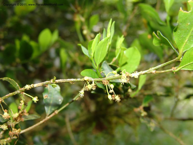 Erythroxylum, ROR1589--Madag. Parc Nat. Montagne d'Ambre. 11 Nov 06. 182.jpg