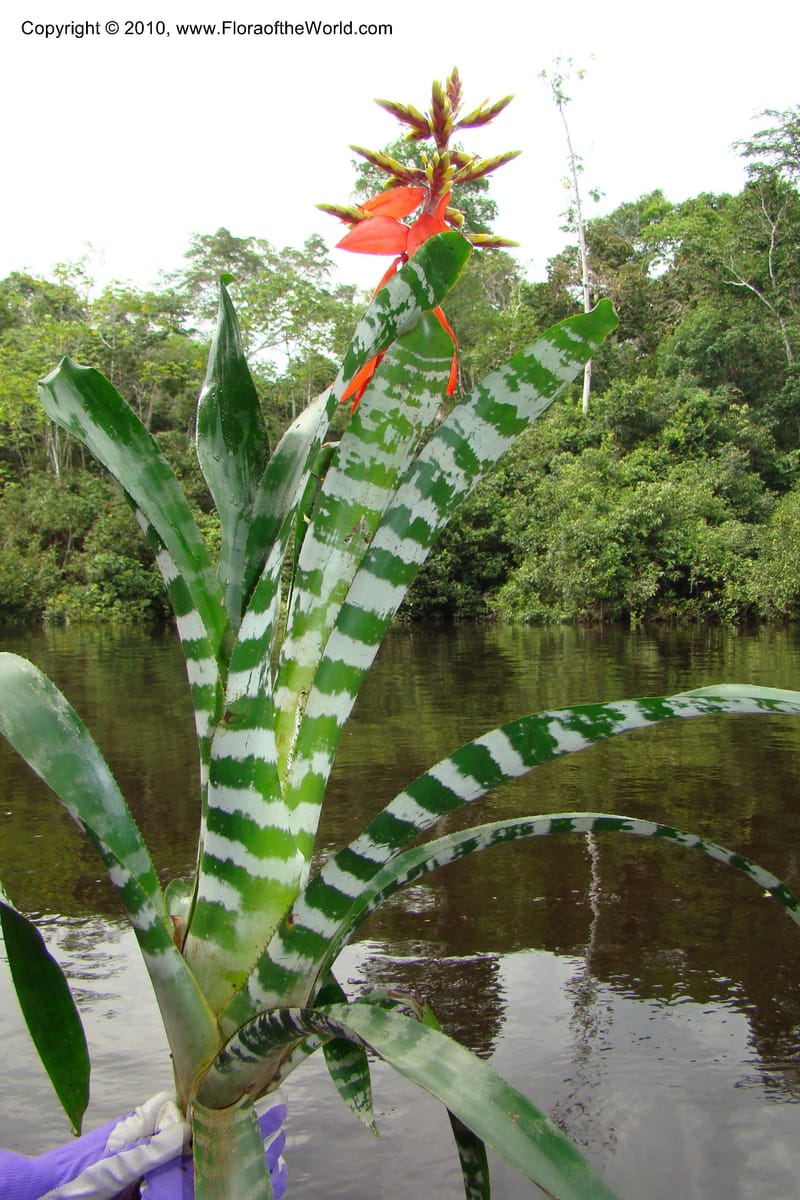 Aechmea, RVasquez34772--Peru. Loreto. Dist. Nauta. Qbda Nawapa, Rio Tigre. 11 Nov 08. 568.jpg