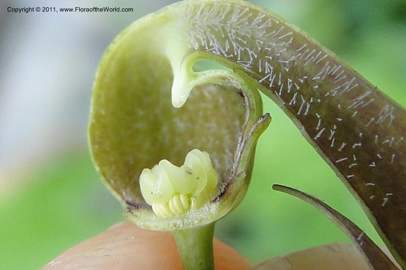 Aristolochia rojasiana, W. D. Stevens 31016--Paraguay. Edo. Pres. Hayes. Rta. 9. 13 Mar 2011. 210 (51).jpg
