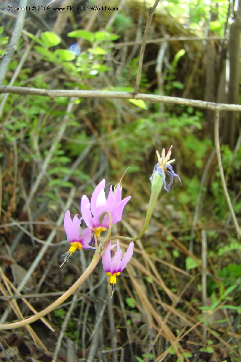 Dodecatheon pulchellum, C. Davidson 11351--ID. Idaho Co. Salmon River Rd. 17 May 09. 221.jpg