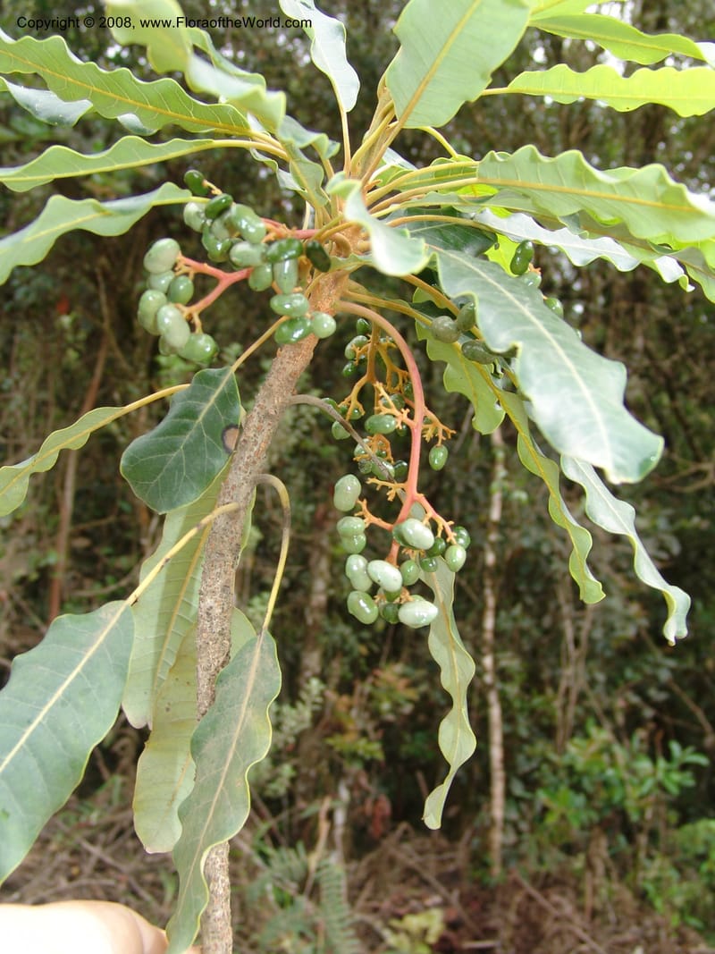 Rhus taratana, R.Ranaivojaona1326--Madag.  Prov. Fianar. Ranomafana Nat. Pk. 11 Jan 06. 002.jpg