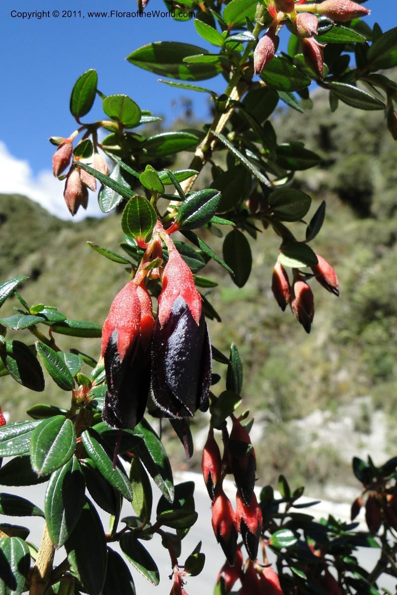Brachyotum alpinum, Ulloa 2084--Ecuador. P. N. Sangay. 6 June 2011. 309 (7).jpg