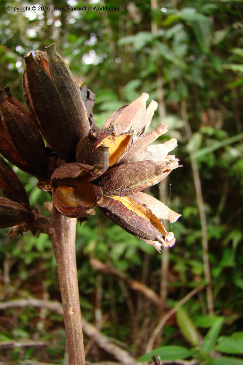 Ladenbergia, Vasquez 35053--Peru. Loreto. Dto. Iquitos. Res. Allpahuayo-Mishana. 19 Nov 08. 522 (18).jpg