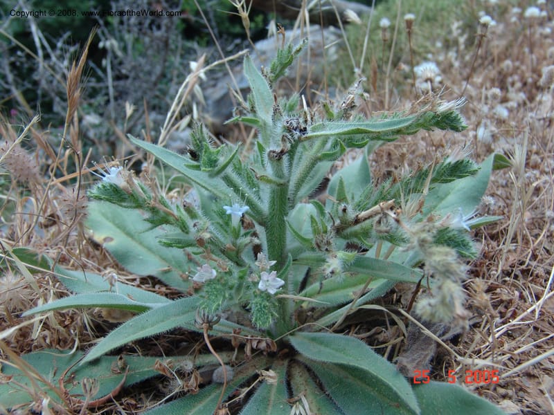 Echium italicum ssp biebersteinii--Crete. Ep. Kisamos. Sirikari Gorge. 25 May 05. 462.jpg