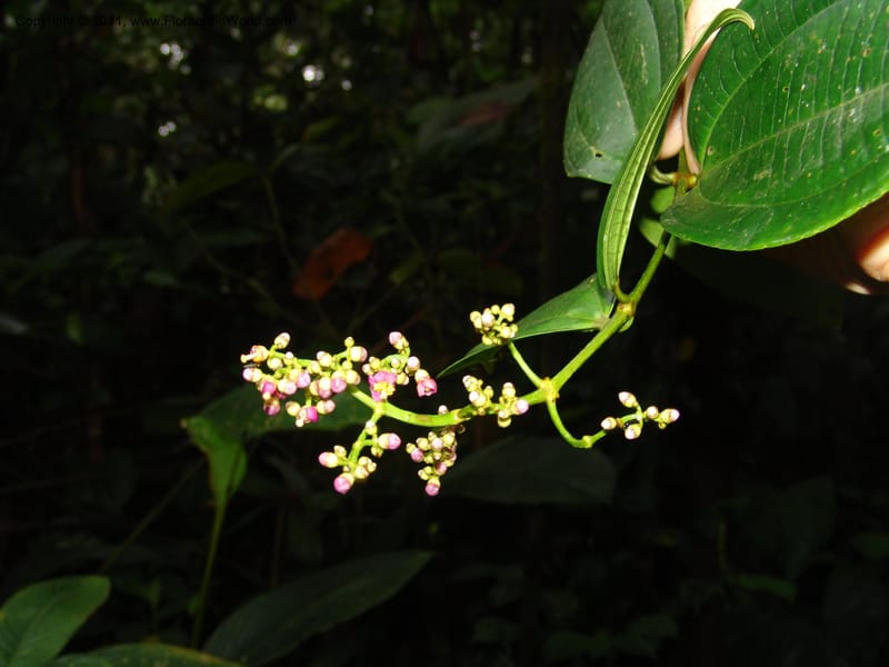 Miconia, Croat 95119--Ecuador. Prov. Esmeraldas. Alto Tambo. 21 Feb 05. 089 (5).jpg