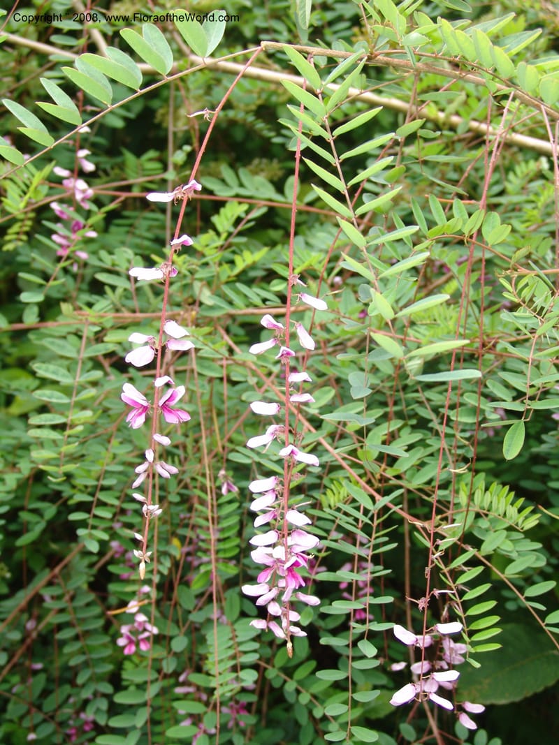 Indigofera pendula, 2000.0089--CA. San Francisco Arbor. 3 Jul 07. 033.jpg