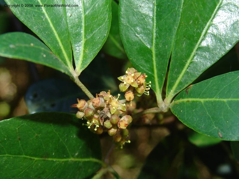 Rhoicissum digitata--So.Africa. E. Cape. Maitland Nat.Res. 5 Mch 05. 044.jpg