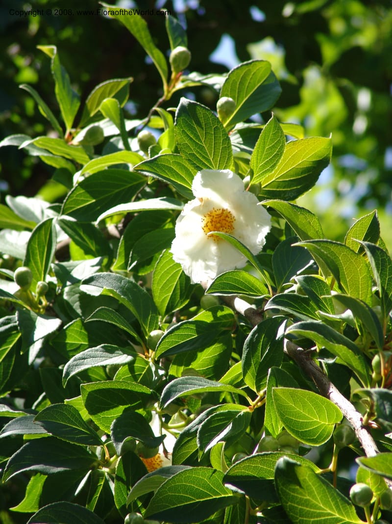 Stewartia pteropetiolata v. koreana, s.n.--CA. Quarryhill Bot. Garden, Glen Ellen. 1 Jun 07. 358.jpg