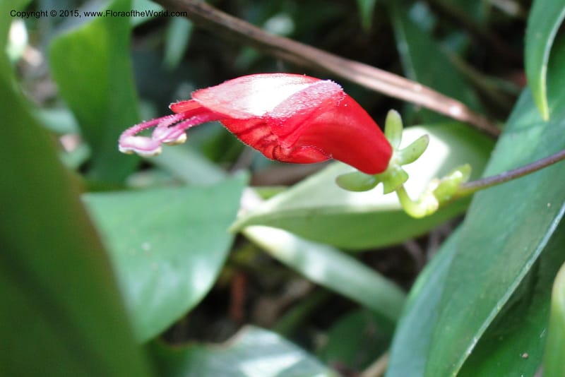Aeschynanthus, Regalado 1870--Viet Nam. Thac Kazan waterfall. 10 May 2011. 266 (19).jpg