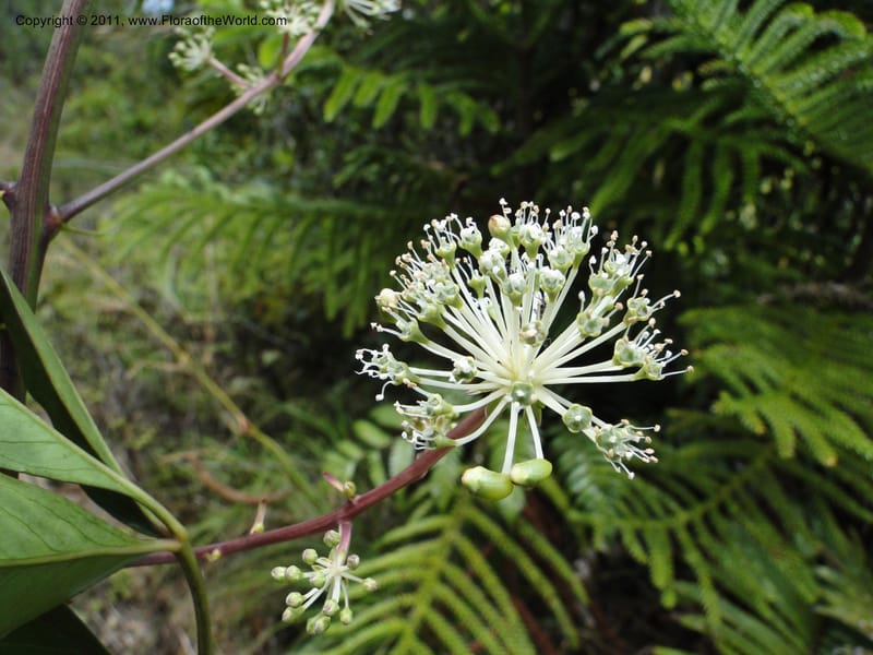 Myodocarpus fraxinifolius, (Lowry, P. P 7180)--New Caledonia. Mont Dore. 20 Jan 2010. 1842 (3).JPG