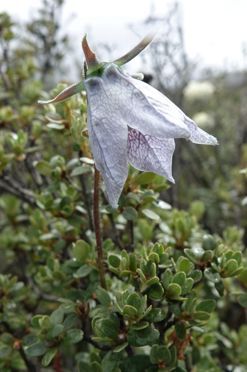 Codonopsis, C. Davidson 13788--China. Sichuan. Daocheng Xian. 14 Aug 2017. DSC05676 (104).JPG