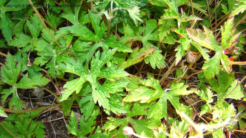 Geranium hispidissimum--Tasmania. Royal Tasmanian Botanical Garden. 2 Feb 2010. 153 (13).jpg
