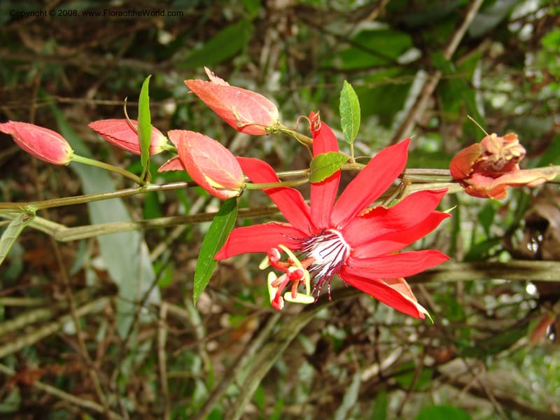 Passiflora coccinea, AAraujoM3117--Bolivia. Pq. Nal. Madidi. Rio Yariapo, 4 km E of Chalalan. 25 Sep 06. 273.jpg