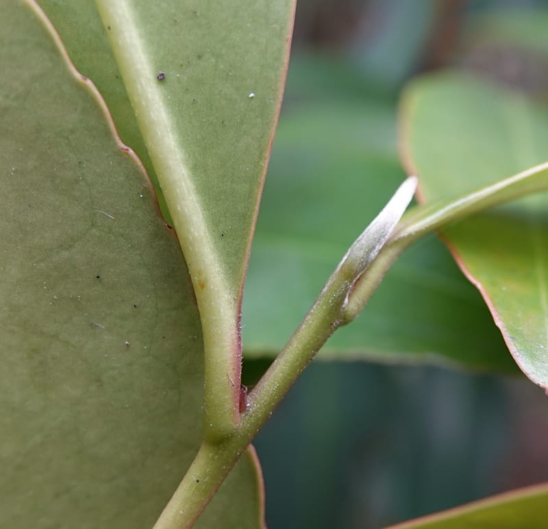 Polyspora axillaris, D. Boufford 44131--China. Yunnan. Meizi Lake Park. 3 May 2018. DSC01424 (100).JPG
