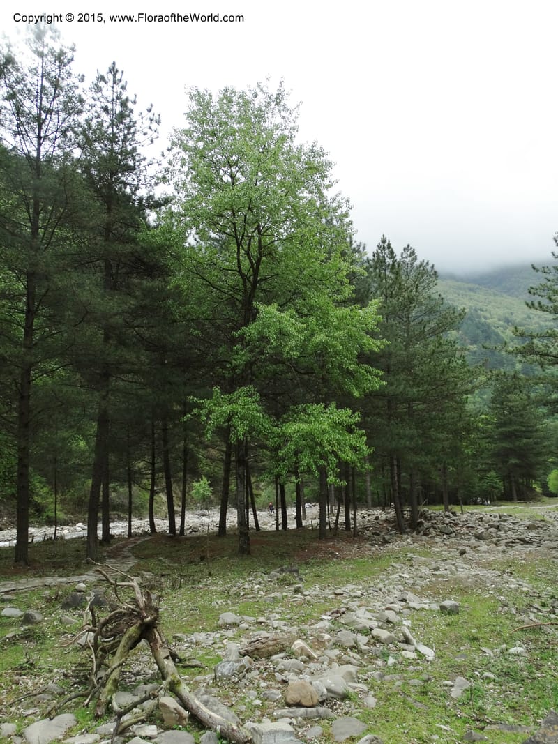 Populus, Boufford, D 43740--China. Sichuan. XinZhaZi Gou. 14 May 2014. DSC06426 (100).JPG