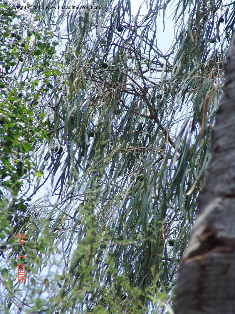 Boscia longifolia, Rogers, Z 927-Madagascar, Berenty, 21 Jan 2006 210 (10).jpg