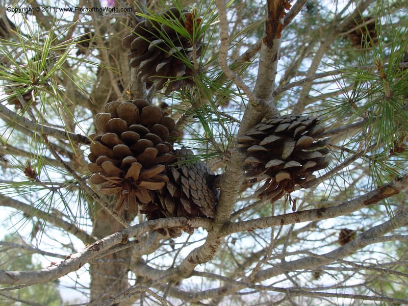 Mature seed cones on branch among needle-like leaves