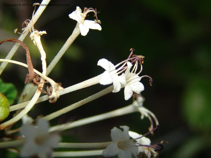 Clerodendrum, ZRogers1088--Madagascar. Ankorikakely Vil., Rd  to Sakalava Bay. 4 Nov 06. 218 (5).jpg