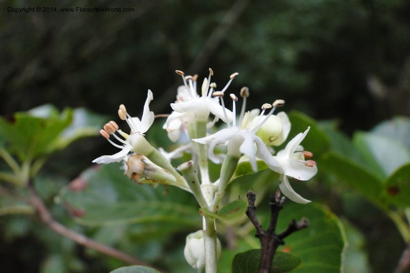 Calycophyllum multiflorum, W. D. Stevens 31189--Paraguay. Edo. Concepcion. Garay Cue. 19 Mar 2011. 282 (12).jpg