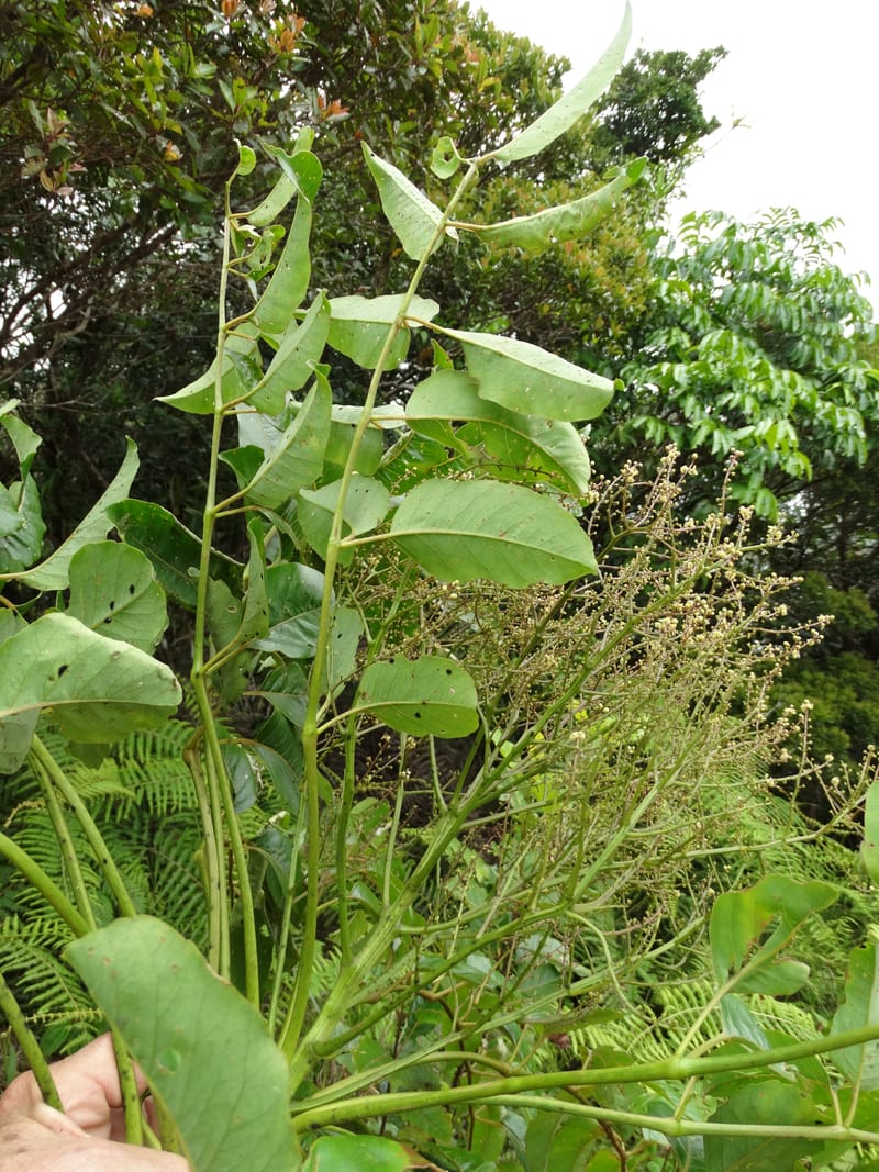Polyscias joskei, Plunkett, G 3180--Fiji. Delaikoro Mtn. 3 Nov 2015. DSC08393 (279).JPG