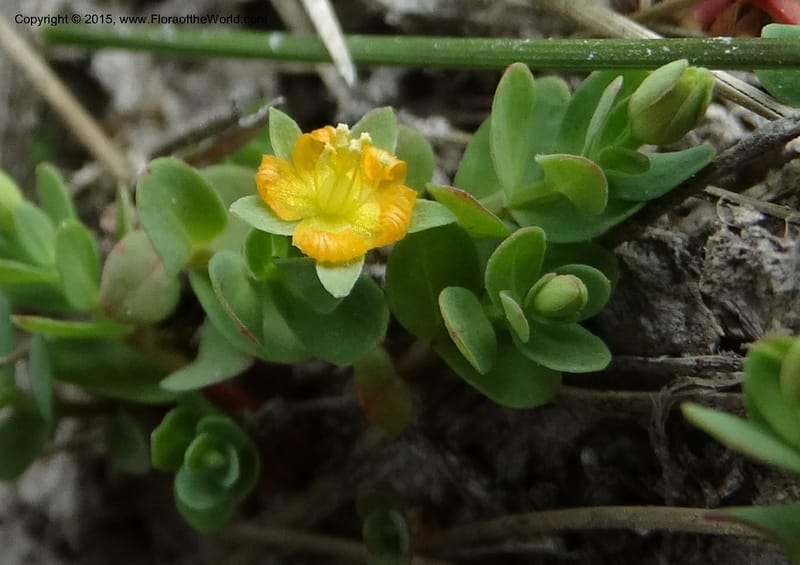 Hypericum anagalloides, Davidson, C 12613--ID. Valley Co. Squaw Meadows. 21 Jul 2014. DSC00973 (3).JPG