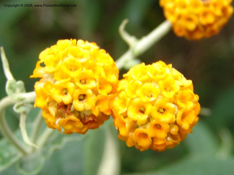 Buddleja globosa, 77.0292CA. UC Berkeley Bot. Garden.  30 Jun 06. 123.jpg