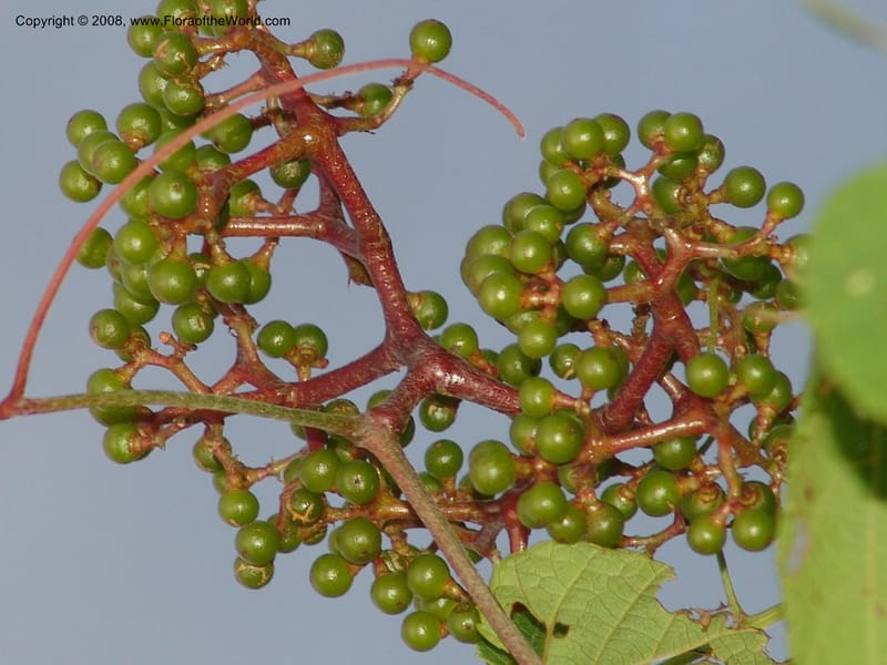 Ampelocissus africana, RGereau6834--Tanz. Mzelezi For. Res.  Mahenge-Sali. 14 Feb 06. 380.jpg