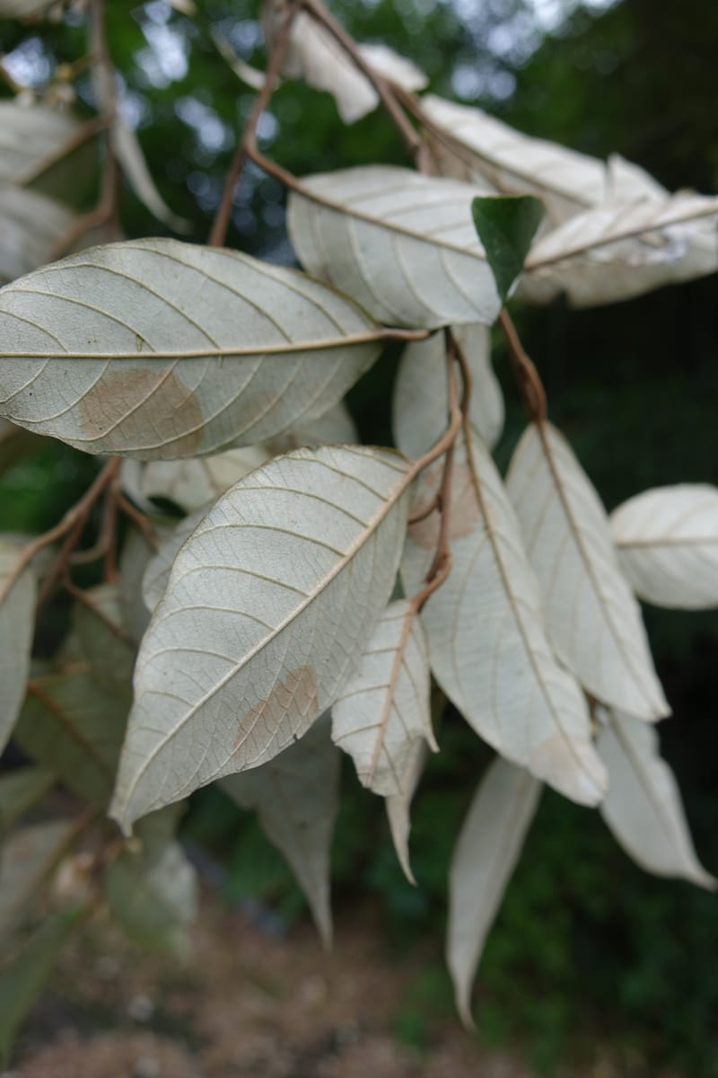 Styrax suberifolia, Chung Kuo-Fang 3354--Taiwan. Wulai Distr. Wulai village. Chia Jiao Liao. 19 May 2016.  (39).JPG