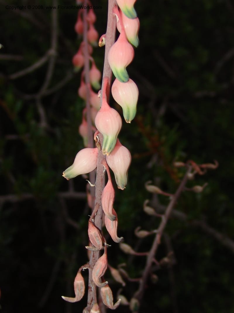 Gasteria bicolor--So.Africa. E. Cape. Uitenhage Nat. Res. 6 Mch 05. 219.jpg