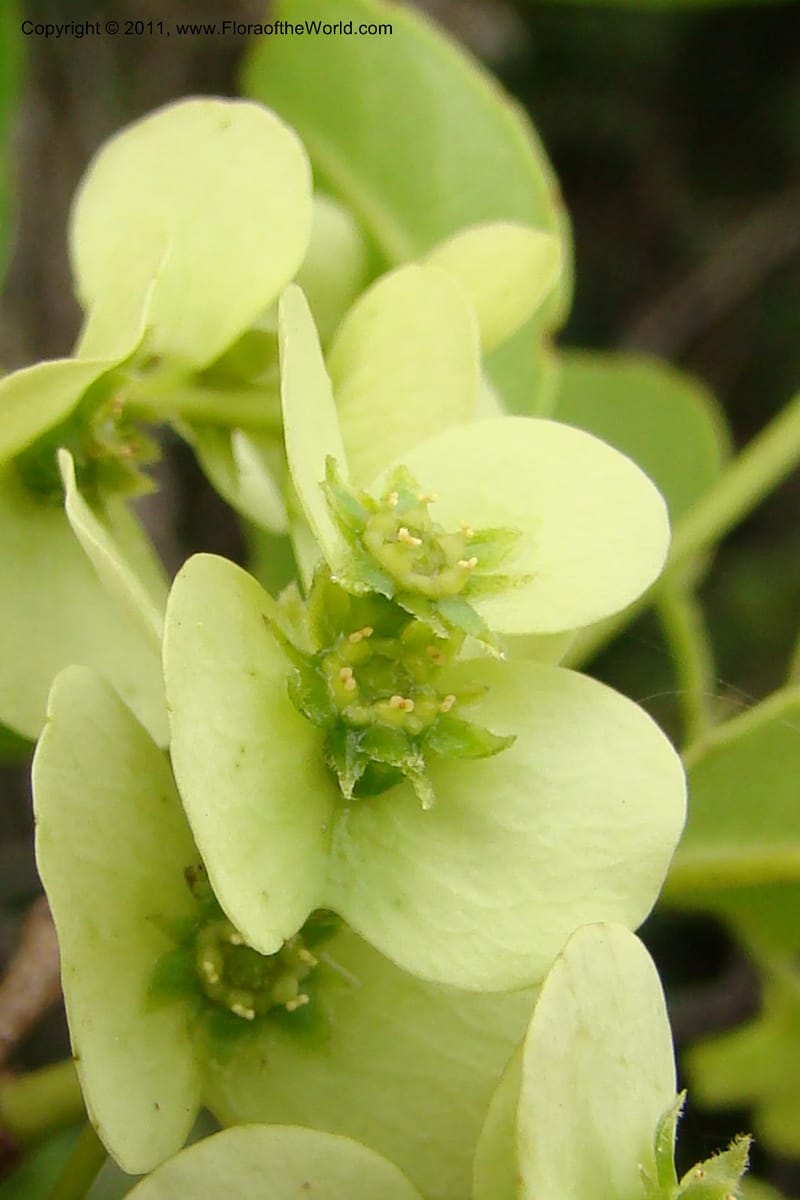 Homalium involucratum, Razafindraibe 190--Madagascar. Prov. Fianarantsoa. RN 12. 14 Jan 09. 019 (9).jpg