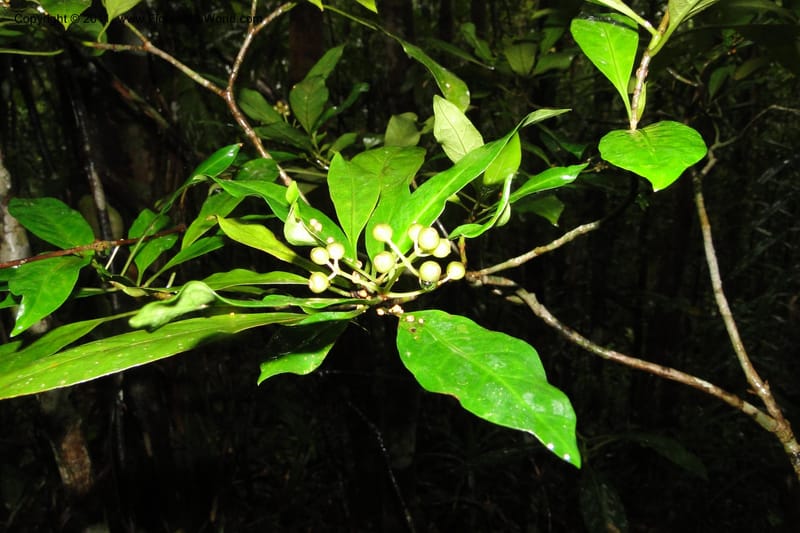 Psychotria forsteriana, S. Buerki 162--Fiji. Colo i Suva Forest Park. 8 Feb 2011. 071.jpg