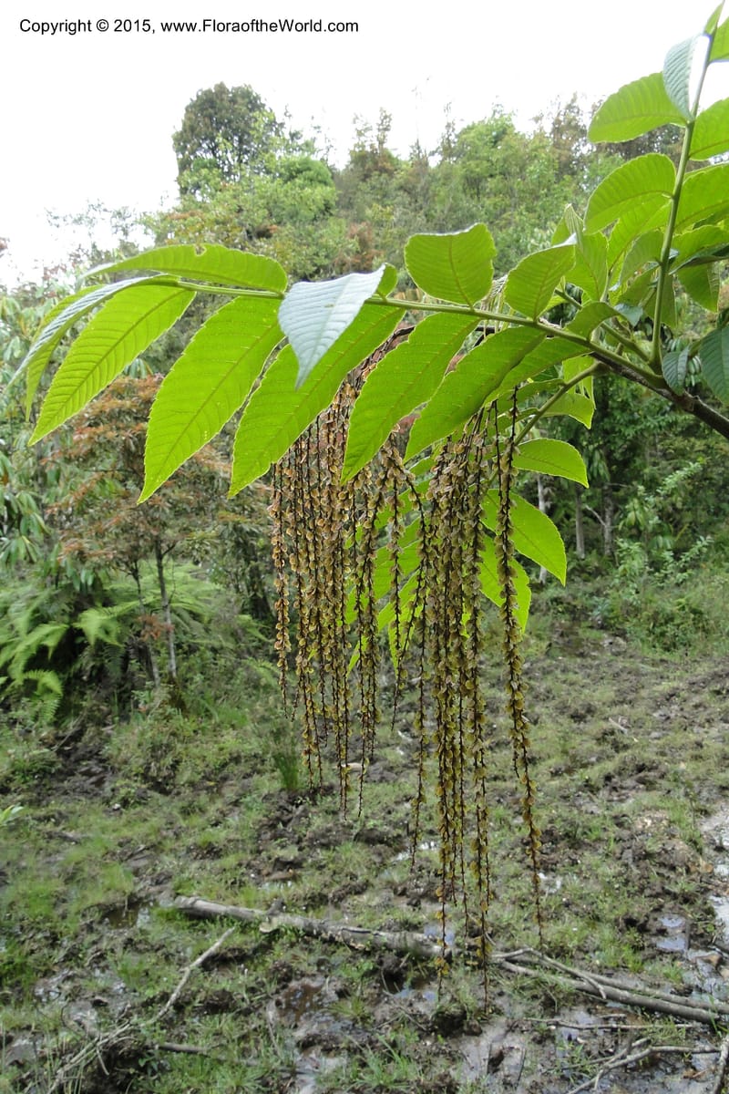 Rhoiptelea chiliantha, Regalado 1809--Viet Nam. Trail to Siu Chai Commune. 5 May 2011. 306 (16).jpg