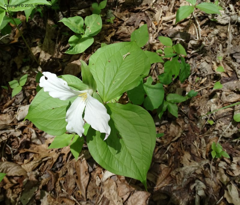 Trillium grandiflorum, Davidson, C 12998--North Carolina. Macon Co. Standing Indian. 14 May 2015. DSC05212 (219).JPG