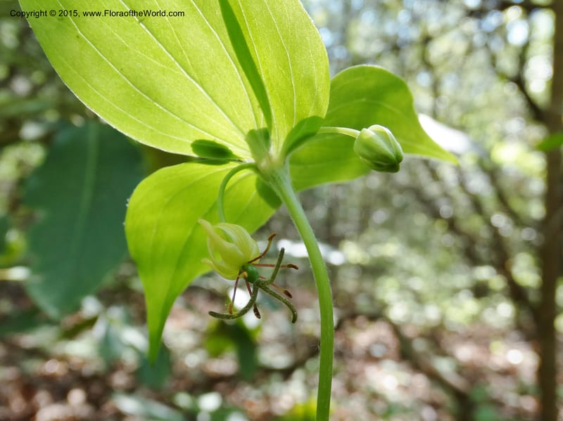 Mediola virginiana, Davidson, C 12947--North Carolina. Trans. Co. W Cradle of For. 11 May 2015. DSC03837 (48).JPG