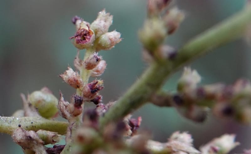 Wendlandia ligustrina, D. Boufford 44129--China. Yunnan. Meizi Lake Park. 3 May 2018. DSC01424 (235).JPG