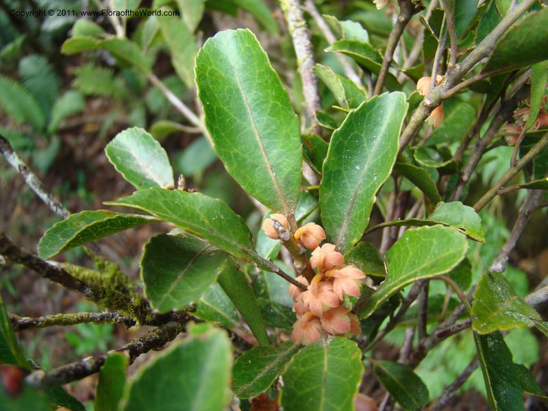 Elaeocarpus, Munzinger, J 4750--New Caledonia, Prov N, Mt. Mandjelia,  13 Nov 2007 201 (6).jpg