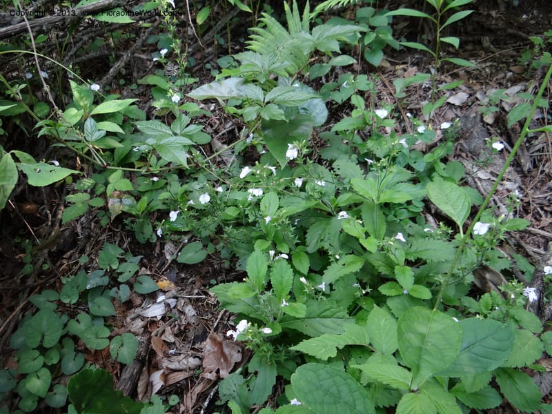Mazus caducifer, Li Pan 1205291--China. Zhejiang Prov. Tian Mu Shan. 29 May 2012. DSC00348 (142).JPG